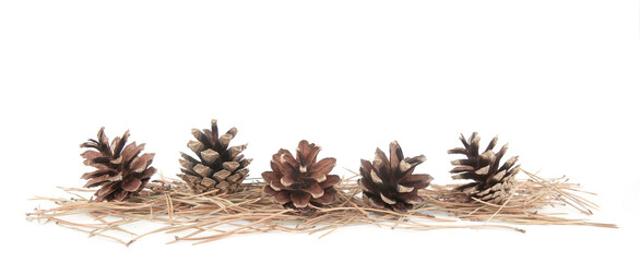 Border of pines and needles. Dry pine cones and  needles isolated on white background.