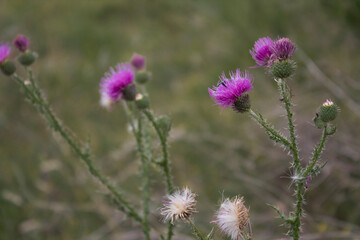 Fototapeta premium Marsh thistle (Cirsium palustre). Honey plant. Copy space.