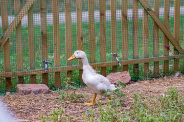 Domestic duck Duck on green grass