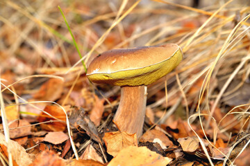 porcini mushroom in sunlight against the background of wilted foliage and grass