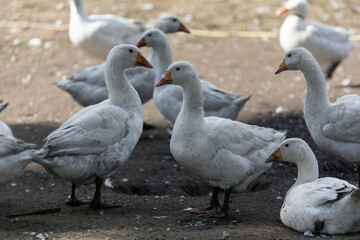 Gänse - Weihnachtsgänse