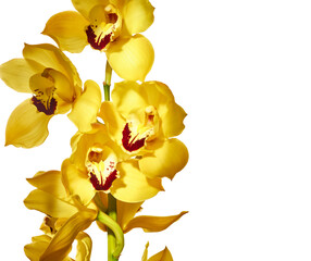 Yellow cymbidium orchid flowers isolated on white background