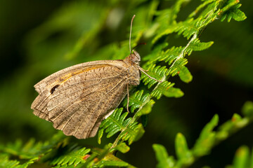 Meadow Brown Butterfly (Maniola jurtina) with underside of wing a brown insect flying in spring stock photo image