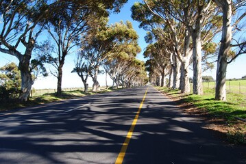 Bluegum trees
