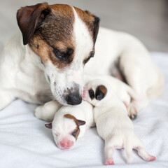 Newborn puppy with mother dog