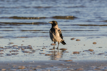 BIRD AND JELLYFISH - Crow on the seashore