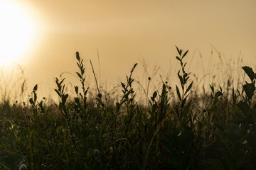 sunset in the grass