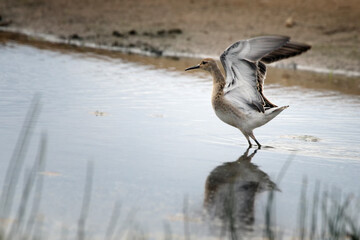 Sandpiper at the time of take off from shallow water