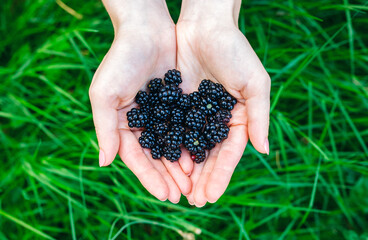 Woman holding blackberries in hands. Ecological berries in the forest. Healthy food.