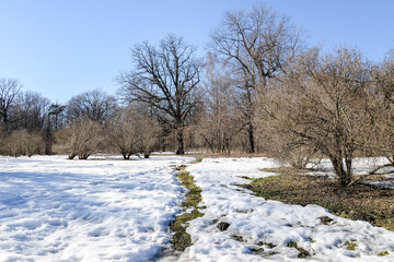 spring field and forest landscape