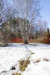 spring field and forest landscape