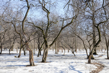 garden trees in spring snow