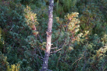 a troglodytes troglodytes perched on a tree in the morning sun in autumn