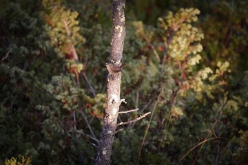 a troglodytes troglodytes perched on a tree in the morning sun in autumn