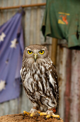 great horned owl on a branch at Perth zoo