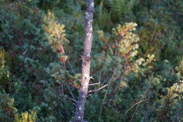 a troglodytes troglodytes perched on a tree in the morning sun in autumn
