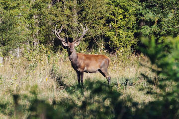 Red Deer Stag during the Rut.