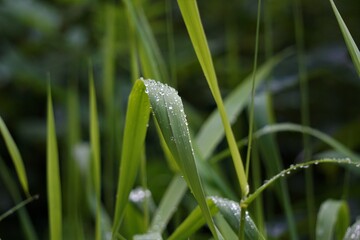 Wassertropfen auf Grashalmen