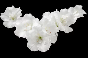 Foto op Plexiglas witte azalea bloemen geïsoleerd op zwarte achtergrond © Elena Umyskova