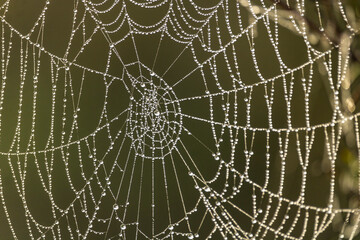 spider web with dew drops