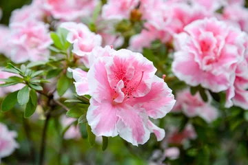 Fotobehang pink and white azalea flowers in the garden © Elena Umyskova