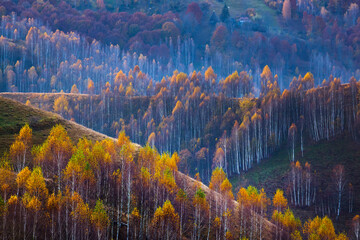 Obrazy na Szkle  Piękny jesienny krajobraz z kolorowymi drzewami.