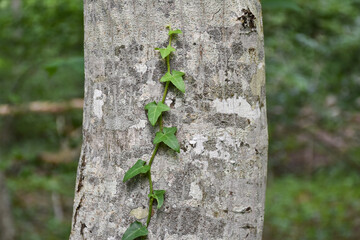 Climbing ivy on a tree trunk