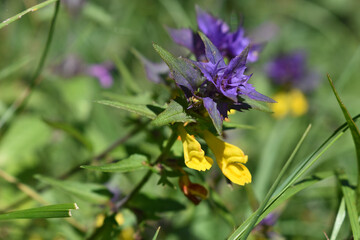 Hain-Wachtelweizen, Melampyrum nemorosum, lila Hochblätter, gelbe Blüte