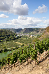 Fototapeta na wymiar landscape of vineyard in Mosel region in Germany