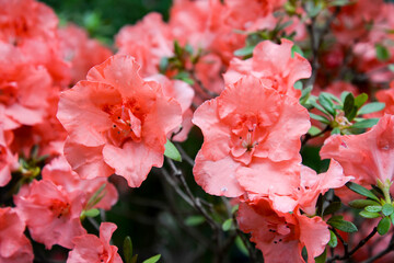 red azalea flowers in the garden
