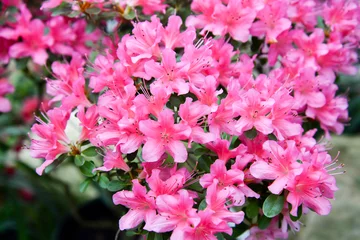 Fototapeten Azalee pink azalea flowers in the garden  © Elena Umyskova