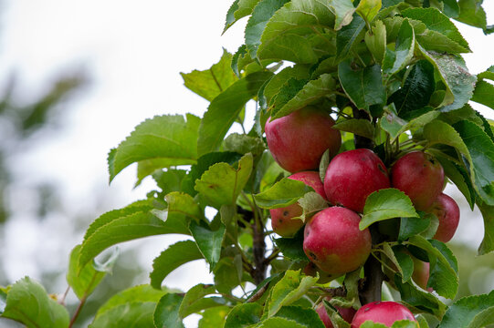 Red apples and green leaves, shallow depth of field. Close up photography of apple tree. Copy space and place for text.
