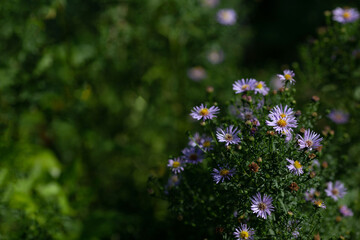 Autumn aster lilac flowers on green blured background