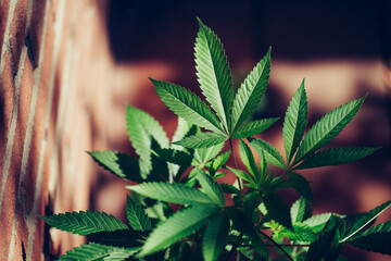 Marijuana / Cannabis leaf. Natural medicine legalization concept.