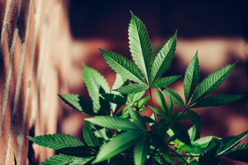 Marijuana / Cannabis leaf. Natural medicine legalization concept.