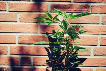 Marijuana / Cannabis leaf. Natural medicine legalization concept.