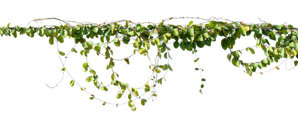 ivy plant hanging on electric wire isolate on white background - obrazy, fototapety, plakaty