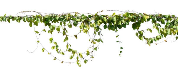 Foto op Canvas ivy plant hanging on electric wire isolate on white background © lovelyday12