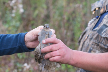 Two mens hands holding the wild quail. Hunting season concept. Selective focus, close up