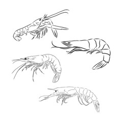 Shrimp icon. Shrimp in vector Isolated on white background. shrimp vector sketch illustration