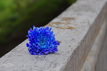 A blue chrysanthemum lying on the railing of a metal fence
