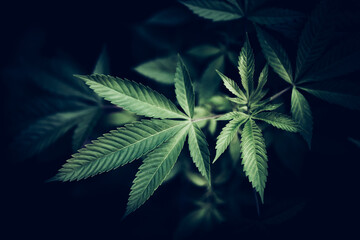 Marijuana / Cannabis leaf. Natural medicine legalization concept.