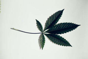 Marijuana / Cannabis leaf. Natural medicine legalization concept.