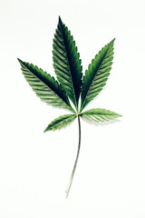 Marijuana / Cannabis leaf. Natural medicine legalization concept.