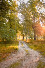 Beautiful autumn forest landscape with morning sunbeams