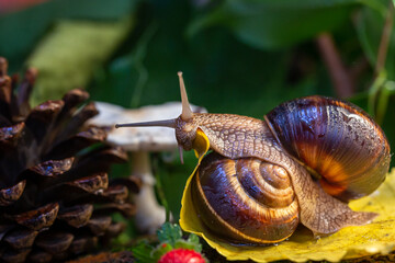 Large snails crawling along the bark of a tree. Burgudian, grape or Roman edible snail from the Helicidae family.