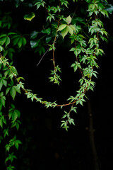 Autumn leaves background. Green leaves on a dark background.