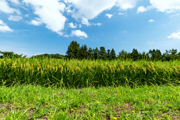 【青森県津軽地方】津軽の水田