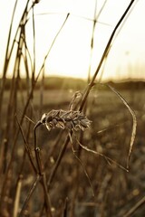 Sunset at Wheat Field