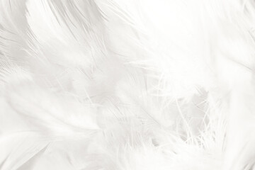 Beautiful white feather wooly pattern texture background